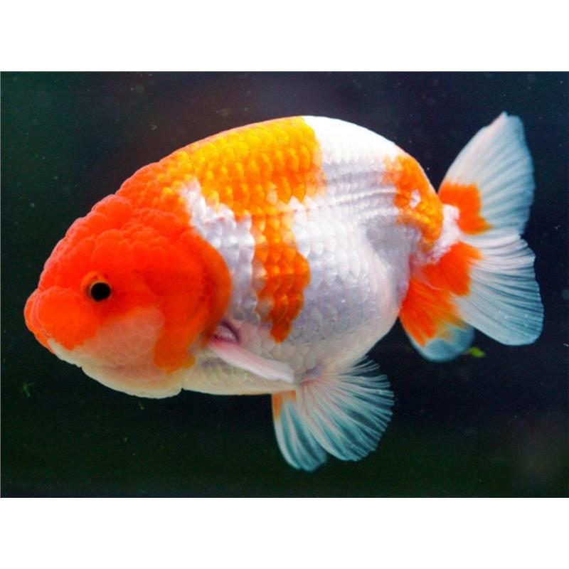 Carassius auratus l.f. / red &amp; white ranchu - imagine 3